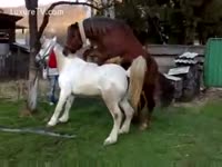 Trainer separates two concupiscent horses